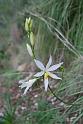 anthericum liliago